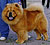 - chow-chow