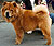 чау-чау chow-chow
