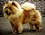 чау-чау chow-chow