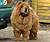 - chow-chow