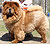 - chow-chow