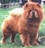 чау-чау chow-chow