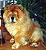 - chow-chow