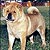 - chow-chow