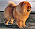 чау-чау chow-chow