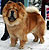 - chow-chow