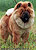 чау-чау chow-chow