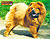 - chow-chow