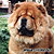 - chow-chow