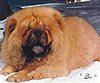 чау-чау chow-chow