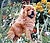 - chow-chow