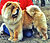 чау-чау chow-chow
