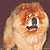 чау-чау chow-chow