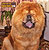 чау-чау chow-chow