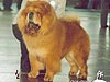 чау-чау chow-chow