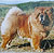 чау-чау chow-chow