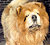 чау-чау chow-chow