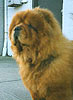 - chow-chow