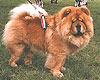 - chow-chow