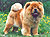 - chow-chow