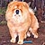 - chow-chow