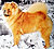 чау-чау chow-chow