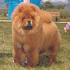 - chow-chow