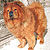 чау-чау chow-chow