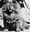 чау-чау chow-chow