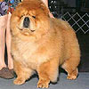 - chow-chow