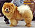 - chow-chow