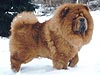 чау-чау chow-chow