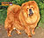 чау-чау chow-chow