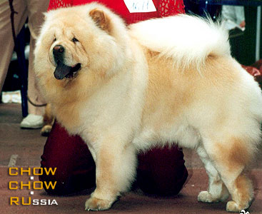 -   . Chow-chow ANDREAS CREAM EXOTIC