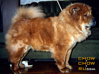 Chow-chow ARABEL AKUTAS CHENG. -   