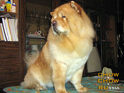 Chow-chow ARABELLA IZ SVYATOGO GRAALYA. -    .