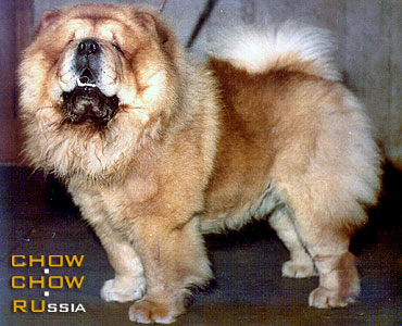 - ATHIS OF MAGNOLIA. Chow-chow ATHIS OF MAGNOLIA