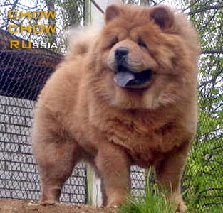 Chow-chow AVGIT FREYA DIAMANT. -   