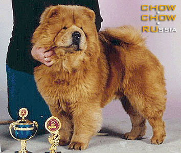 Chow-chow AVGIT GEBA. -  