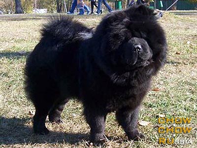 Chow-chow AVGIT VIVIEN KOBALT. -   