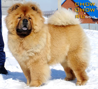 Chow-chow BABY BOOM DEI LEONI IMPERIALI. -     