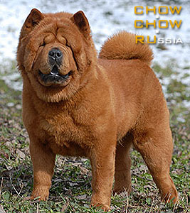 Chow-chow BALTIJA SMOOTH CUNAMI. -   