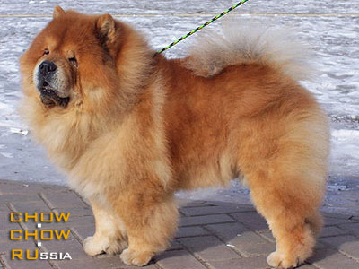 Chow-chow BALTIK TOPS IENSIN. -   