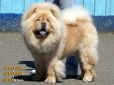 Chow-chow BANTIK IZ DOMA GENERALA. -    