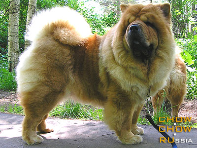 -   . Chow-chow BARONESS MY MIRACLE