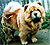 - chow-chow