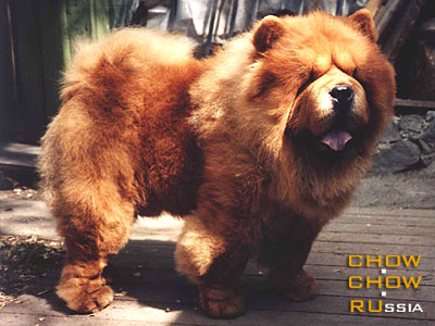 Chow-chow BAYTOR BATTERY NOT INCLUDED. -    