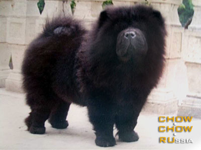 Chow-chow BAYTOR BLACK BORIS. -   