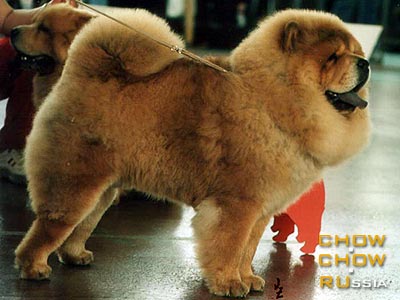 -   . Chow-chow BEAUTIFUL TRIUMPH BONI