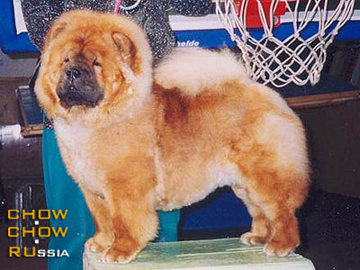 Chow-chow BELISSIMO BRAVO. -  